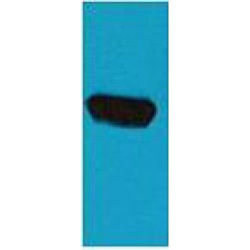 BFP / Blue Fluorescent Protein Antibody