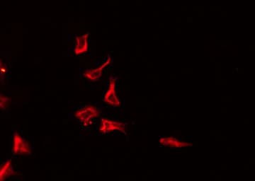 IL4 Antibody