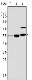 MYST1 Antibody (clone 8C4C4)