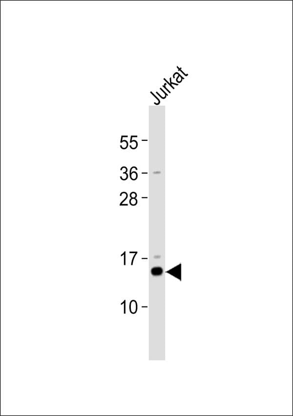 MRPS12 / RPSM12 Antibody