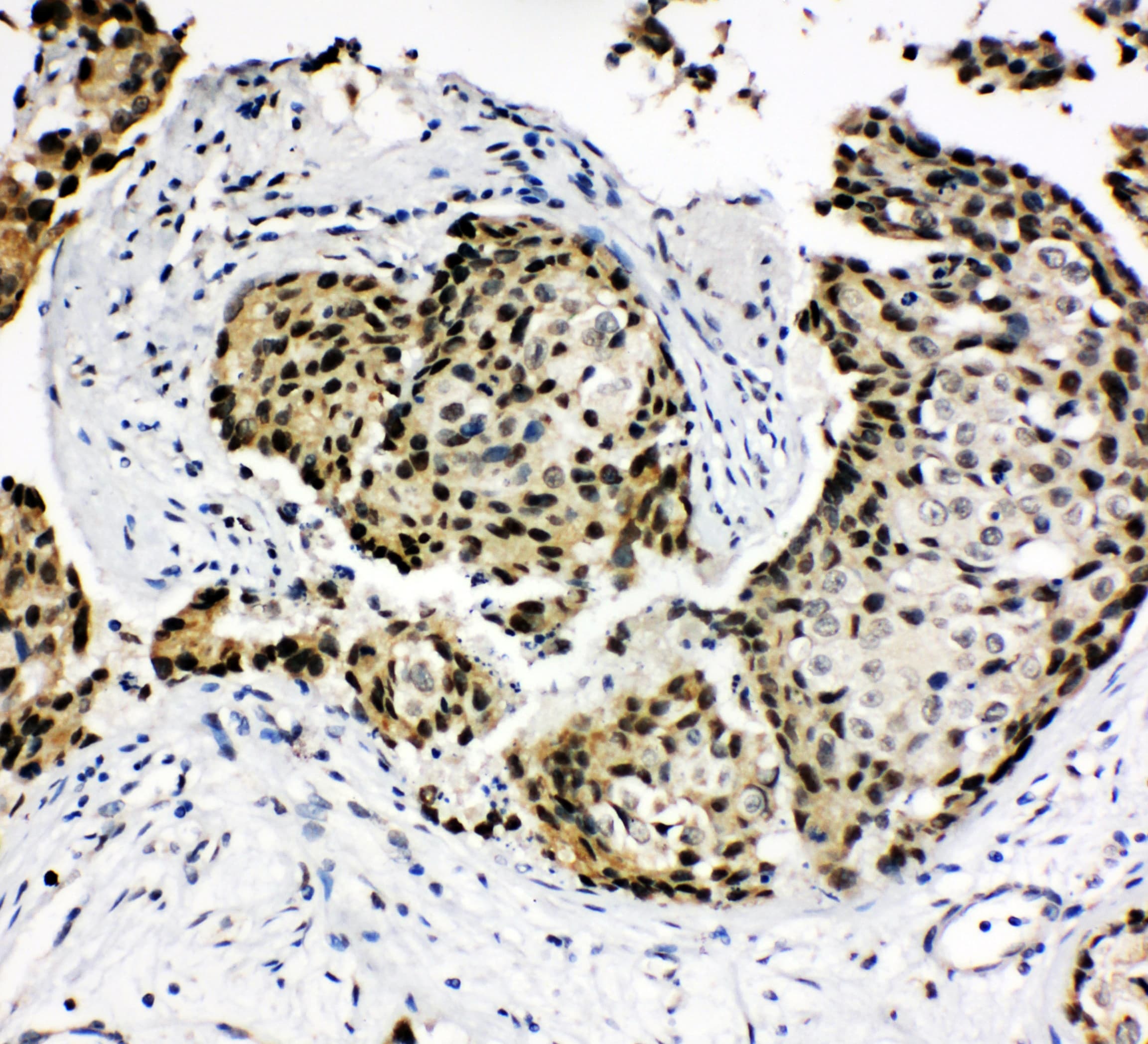 HOXA4 Antibody (aa9-26)