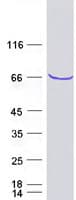 Human MPP7 Protein (Recombinant Myc-DDK (Flag))