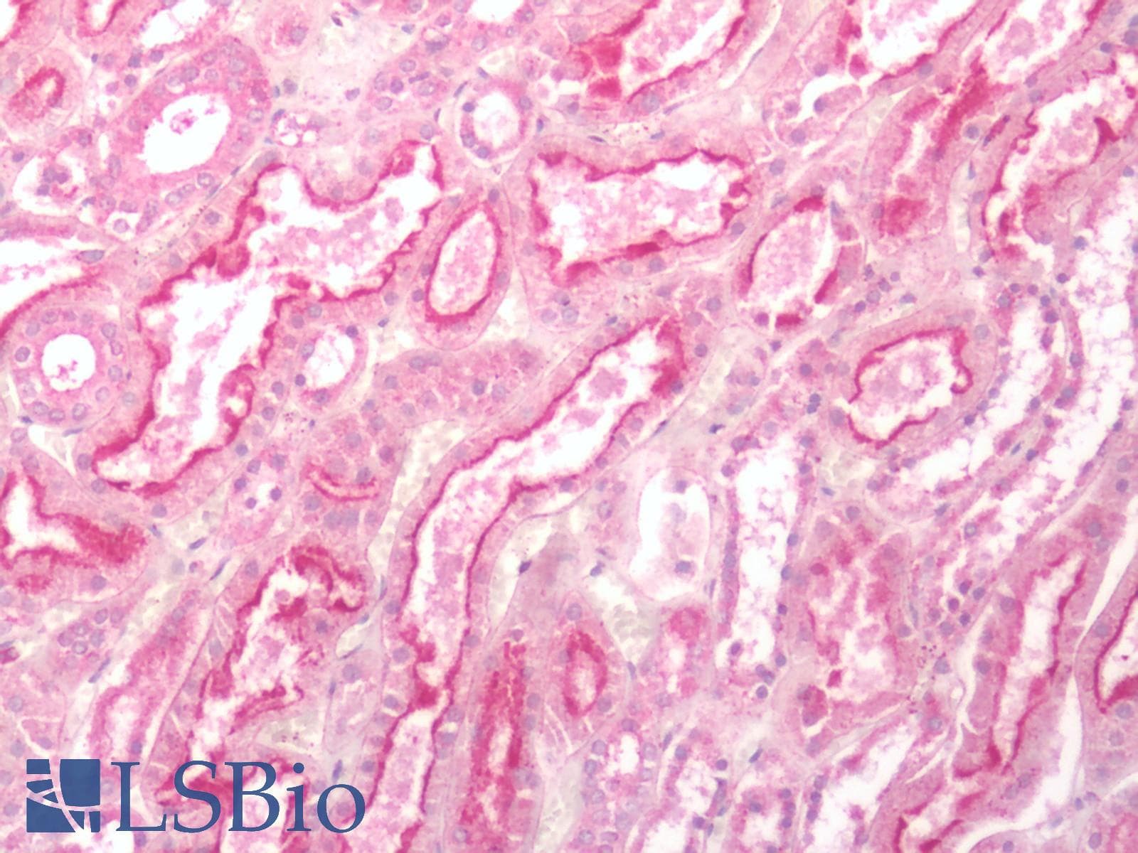IHC-plus™ GPR84 Antibody (Cytoplasmic Domain)