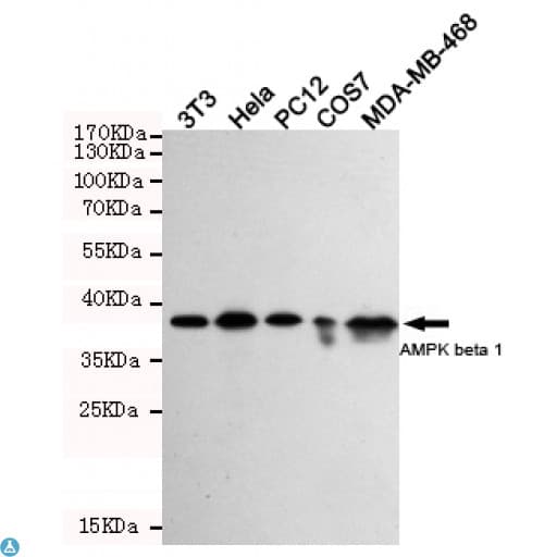 Monoclonal Mouse anti-Human PRKAB1 / AMPK Beta 1 Antibody (WB)