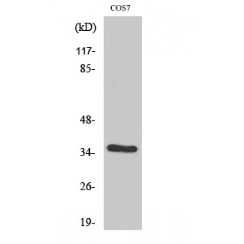 VEGFD Antibody (Internal)