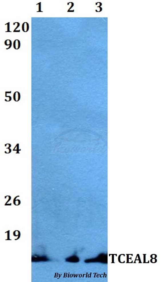 TCEAL8 Antibody