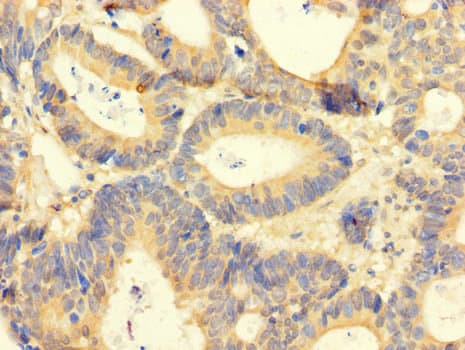 AREG / Amphiregulin Antibody