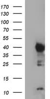 IDO1 / IDO Antibody (clone OTI1E11)