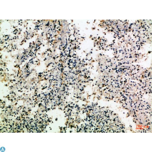 CD80 Antibody