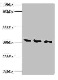 NAGK Antibody (aa2-344)