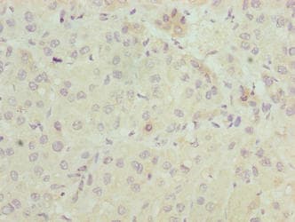 ELOVL2 Antibody