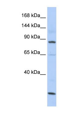 MSH5 Antibody (aa107-156)