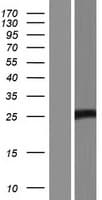 APOBEC3A Protein (Over-Expression Lysate Myc-DDK (Flag))