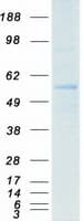 Human PPARG / PPAR Gamma Protein (Recombinant Myc-DDK (Flag))