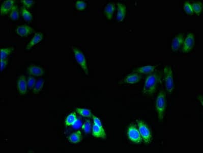 OR2L13 Antibody