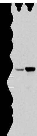EGR2 Antibody