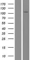 FAM188B Protein (Over-Expression Lysate Myc-DDK (Flag))