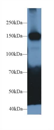 CADPS Antibody (APC)