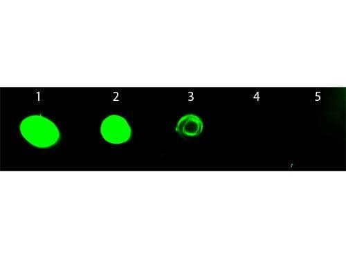 Chicken Anti-Rat IgG Secondary Antibody (FITC)