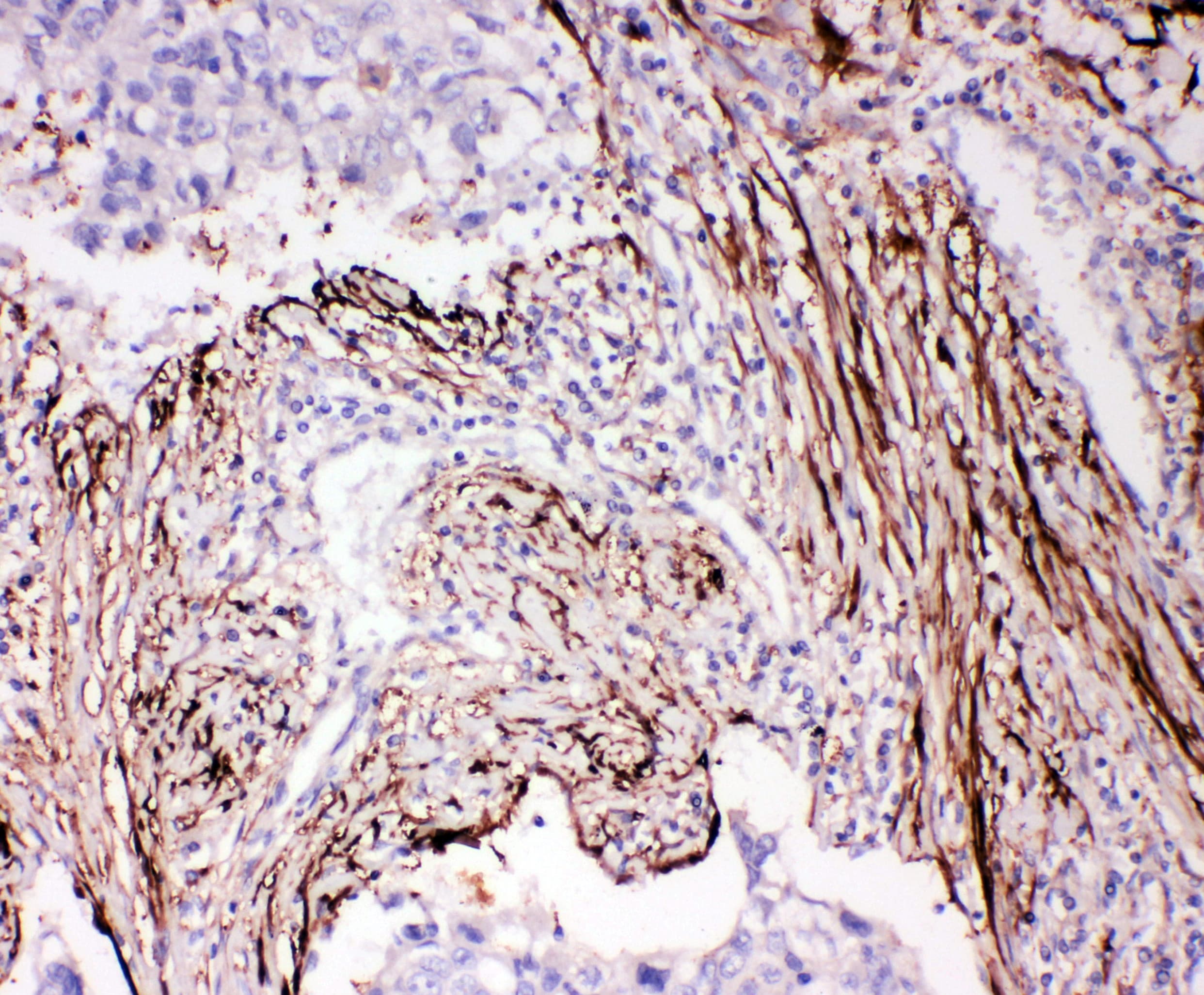 ADAM19 Antibody (aa286-298)