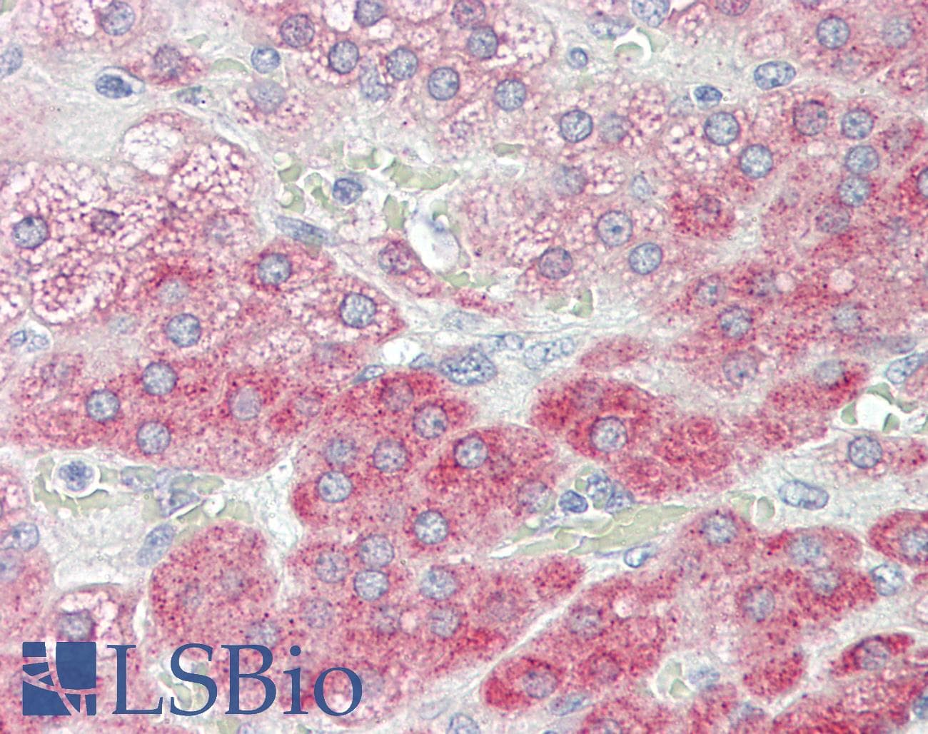 IHC-plus™ TRIM24 / TIF1 Antibody (aa1001-1050)