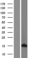 H2AFB2; H2AFB3 Protein (Over-Expression Lysate Myc-DDK (Flag))