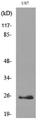 UCHL1 / PGP9.5 Antibody