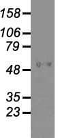 Monoclonal Mouse anti-Human GAD1 / GAD67 Antibody (clone OTI3G9, IHC, WB)