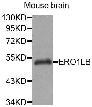 ERO1LB Antibody