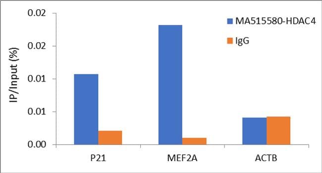 Monoclonal Mouse anti-Human HDAC4 Antibody (clone 7B2, WB)