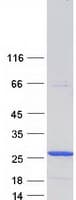 Human GSTK1 Protein (Recombinant Myc-DDK (Flag))