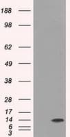ID3 Antibody (clone OTI5C7)