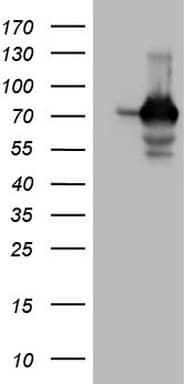 SSX2IP Antibody (aa1-272, clone OTI5C3)