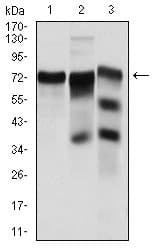 IHC-plus™ YAP / YAP1 Antibody (clone 1A12)