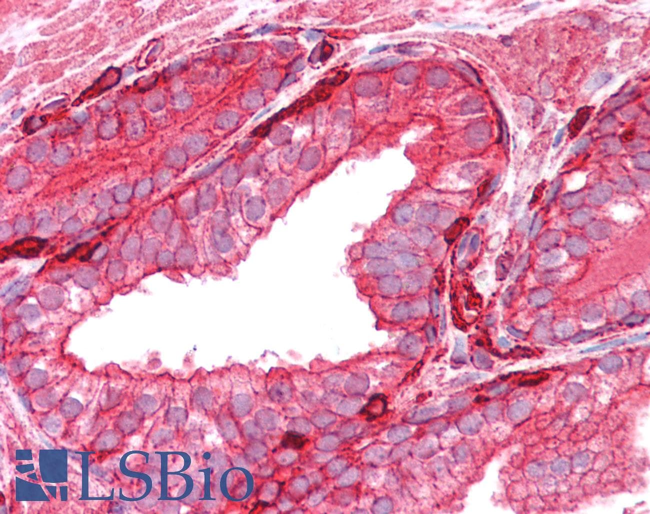 IHC-plus™ ACTB / Beta Actin Antibody (clone 4C2)