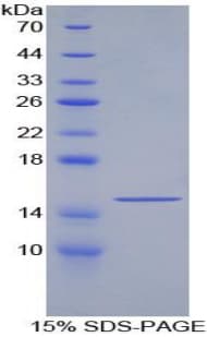 Human GDF6 / BMP13 Protein (Recombinant His)