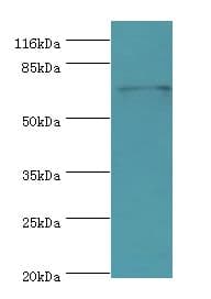 MTHFR Antibody (aa1-656)