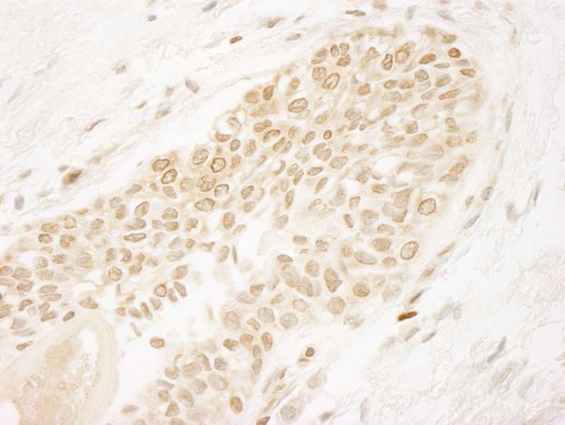 PPP5C Antibody (aa1-50)