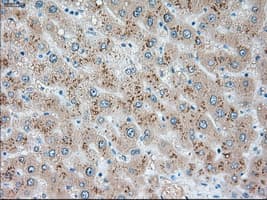 USP13 Antibody (clone OTI4G11)