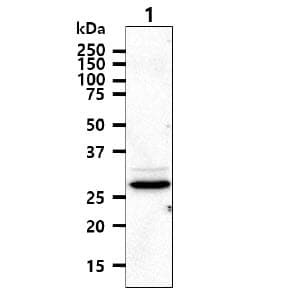 Monoclonal Mouse anti-Human TIP30 / HTATIP2 Antibody (clone AT5D6, WB)