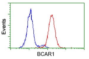 BCAR1 / p130Cas Antibody (clone OTI3A11)