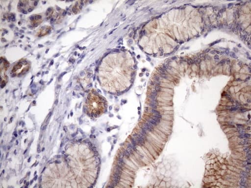 EGLN2 / PHD1 Antibody (clone OTI7H3, Carrier-free)