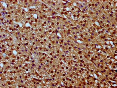 Polyclonal Rabbit anti-Human HIST1H2BN Antibody (IHC, IF, WB)