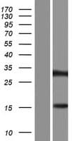 ZNF483 Protein (Over-Expression Lysate Myc-DDK (Flag))