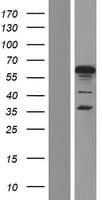 TFCP2 / CP2 Protein (Over-Expression Lysate Myc-DDK (Flag))