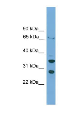 D-Binding Protein / DBP Antibody (aa230-279)