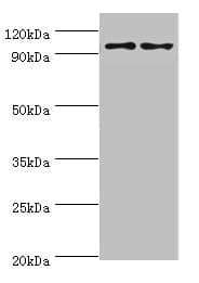 NLGN4Y Antibody (aa682-816)