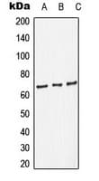 RELA / NFKB p65 Antibody (C-Terminus)