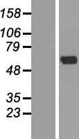 ZNF238 Protein (Over-Expression Lysate Myc-DDK (Flag))