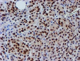 FMR1 / FMRP Antibody (clone OTI3B4)